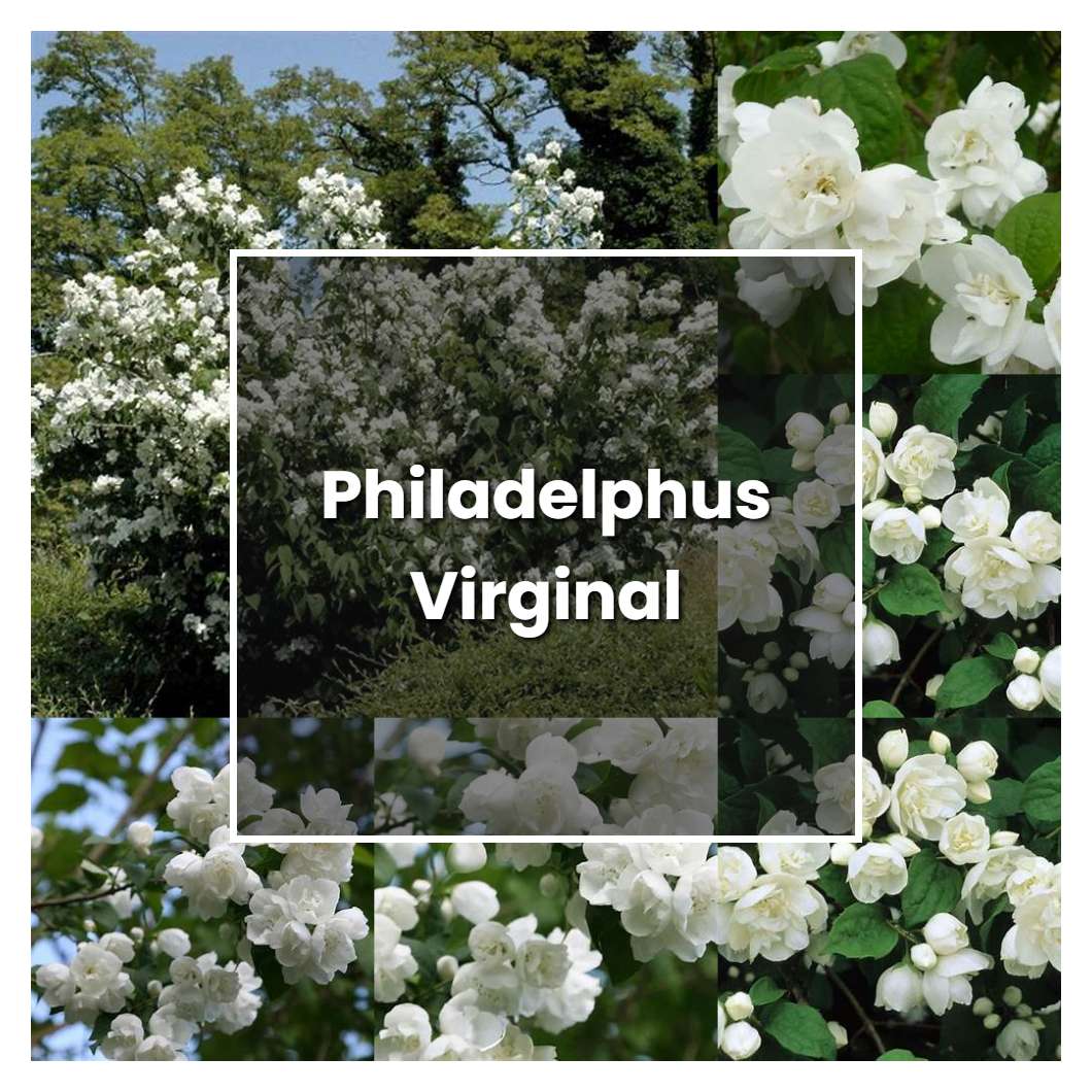 How to Grow Philadelphus Virginal - Plant Care & Tips