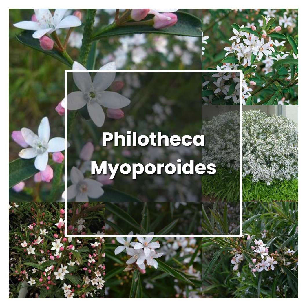 How to Grow Philotheca Myoporoides - Plant Care & Tips
