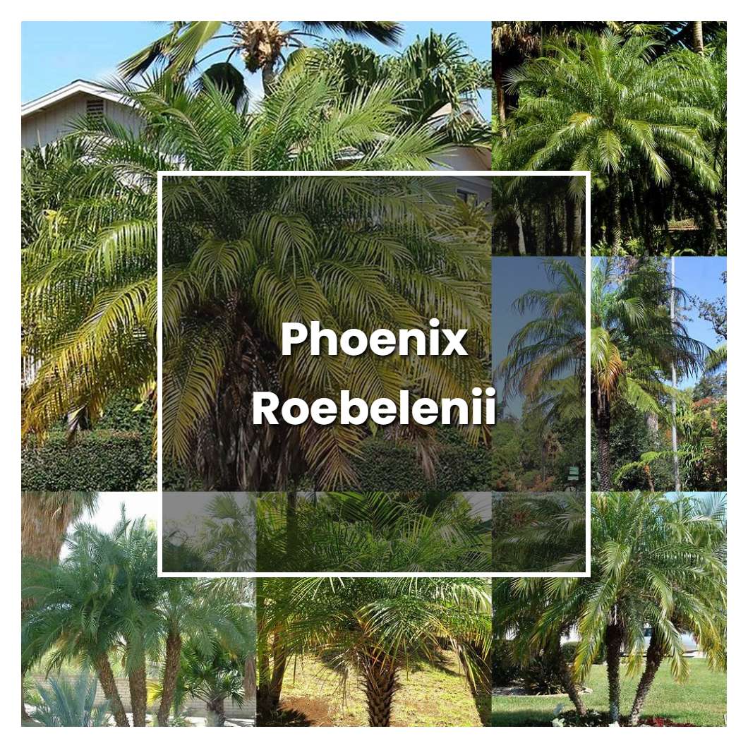 How to Grow Phoenix Roebelenii - Plant Care & Tips