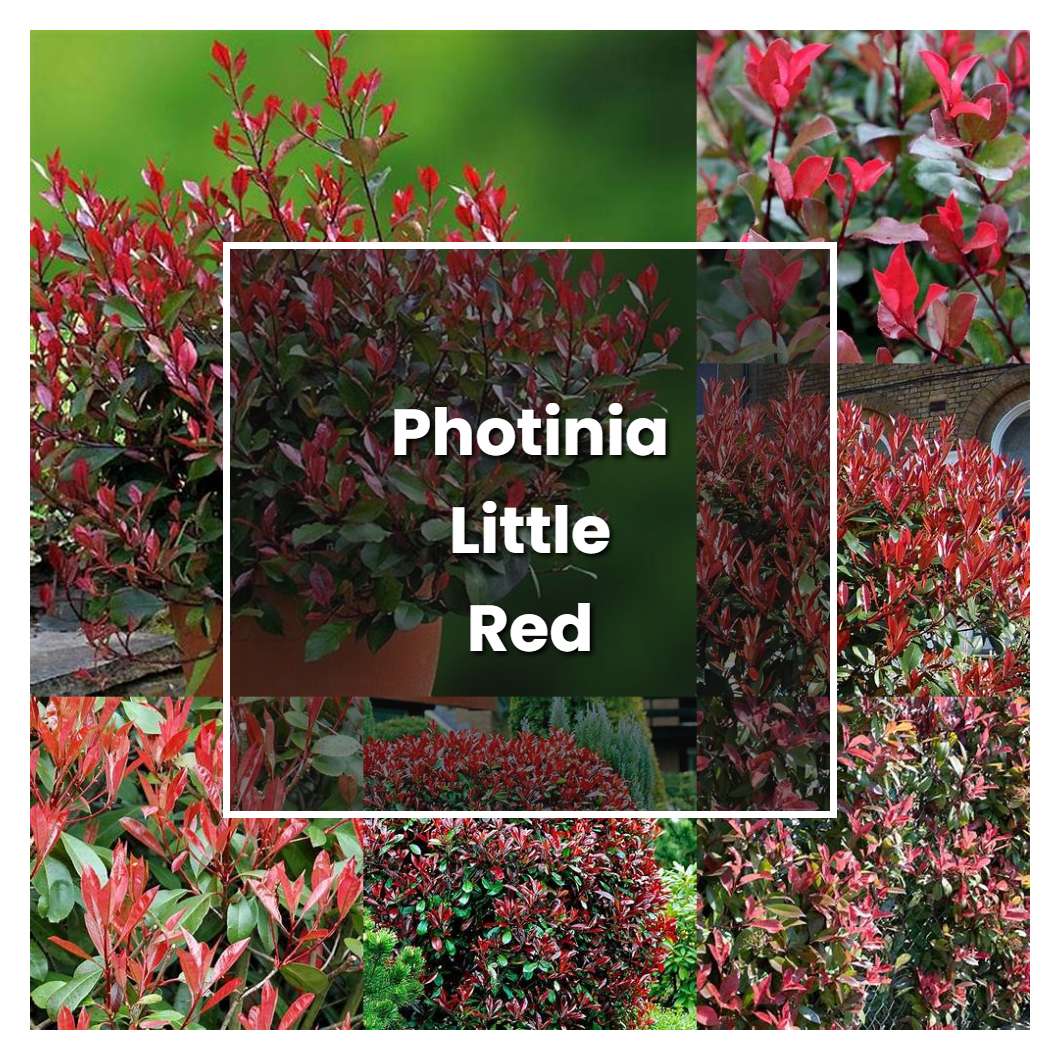 How to Grow Photinia Little Red Robin - Plant Care & Tips