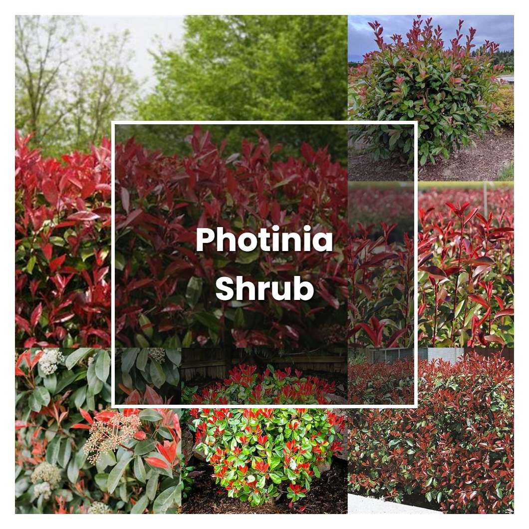 How to Grow Photinia Shrub - Plant Care & Tips