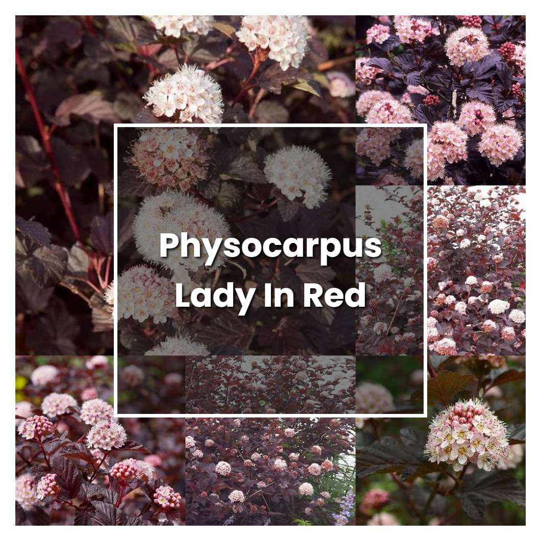 How to Grow Physocarpus Lady In Red - Plant Care & Tips