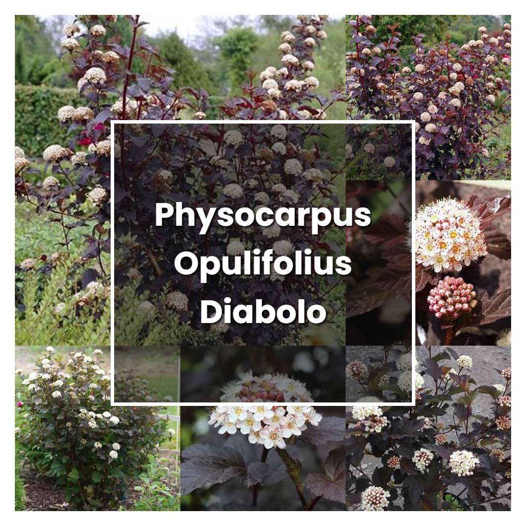 How to Grow Physocarpus Opulifolius Diabolo - Plant Care & Tips