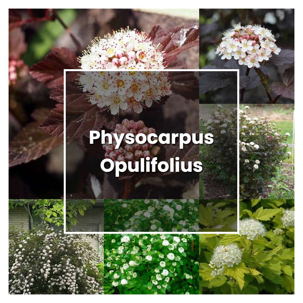 How to Grow Physocarpus Opulifolius - Plant Care & Tips