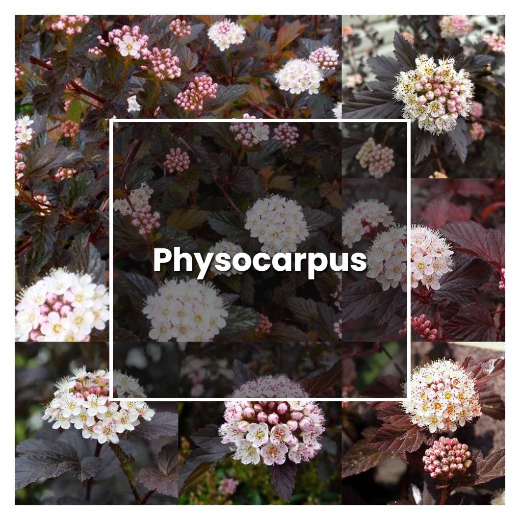 How to Grow Physocarpus - Plant Care & Tips