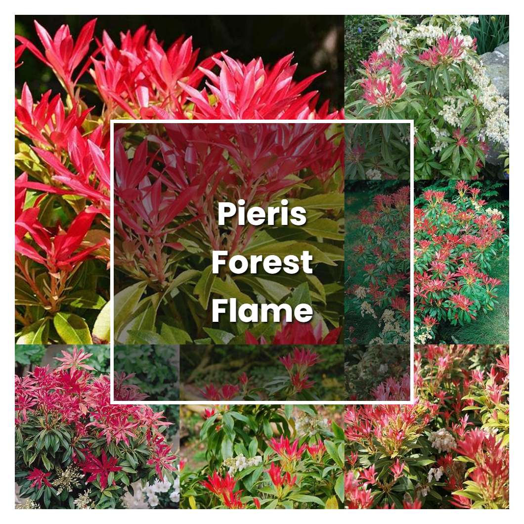 How to Grow Pieris Forest Flame - Plant Care & Tips