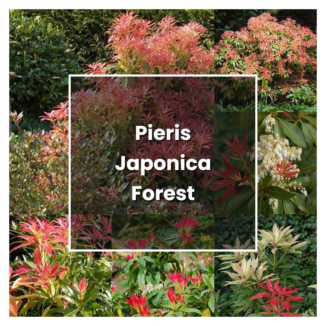 How to Grow Pieris Japonica Forest Flame - Plant Care & Tips