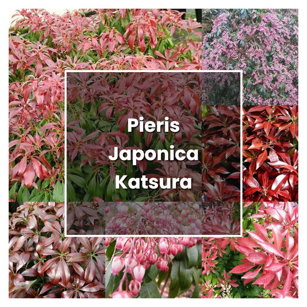 How to Grow Pieris Japonica Katsura - Plant Care & Tips