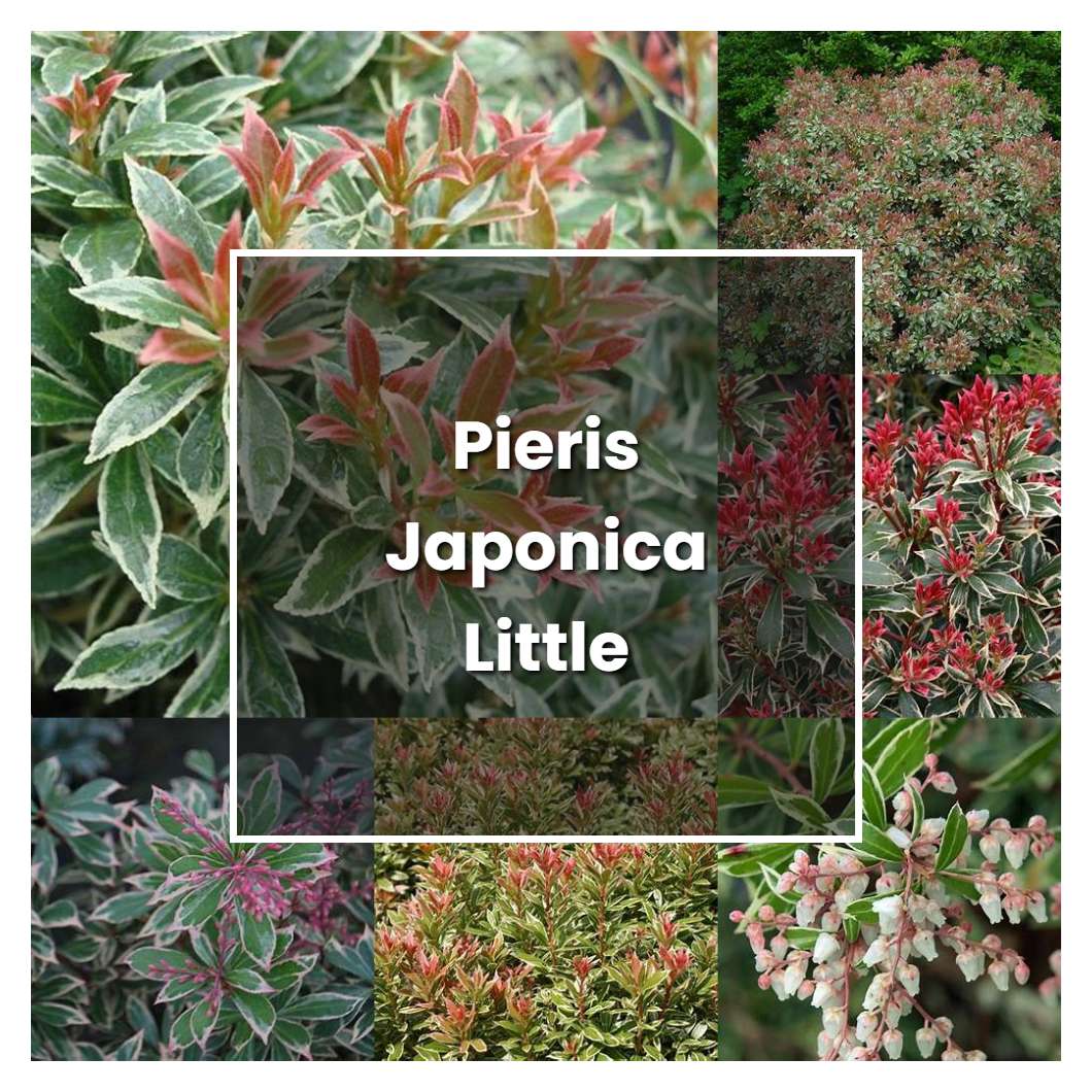 How to Grow Pieris Japonica Little Heath - Plant Care & Tips
