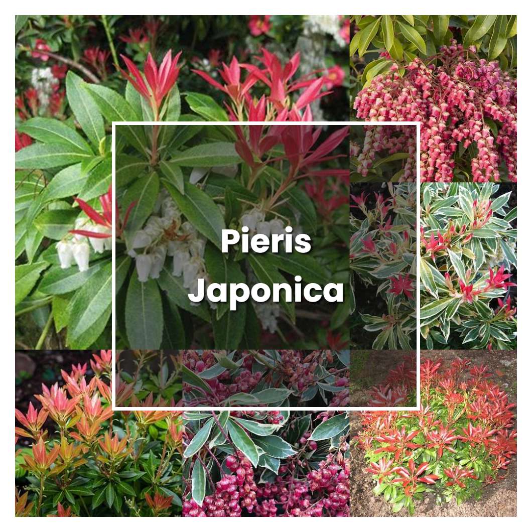 How to Grow Pieris Japonica - Plant Care & Tips