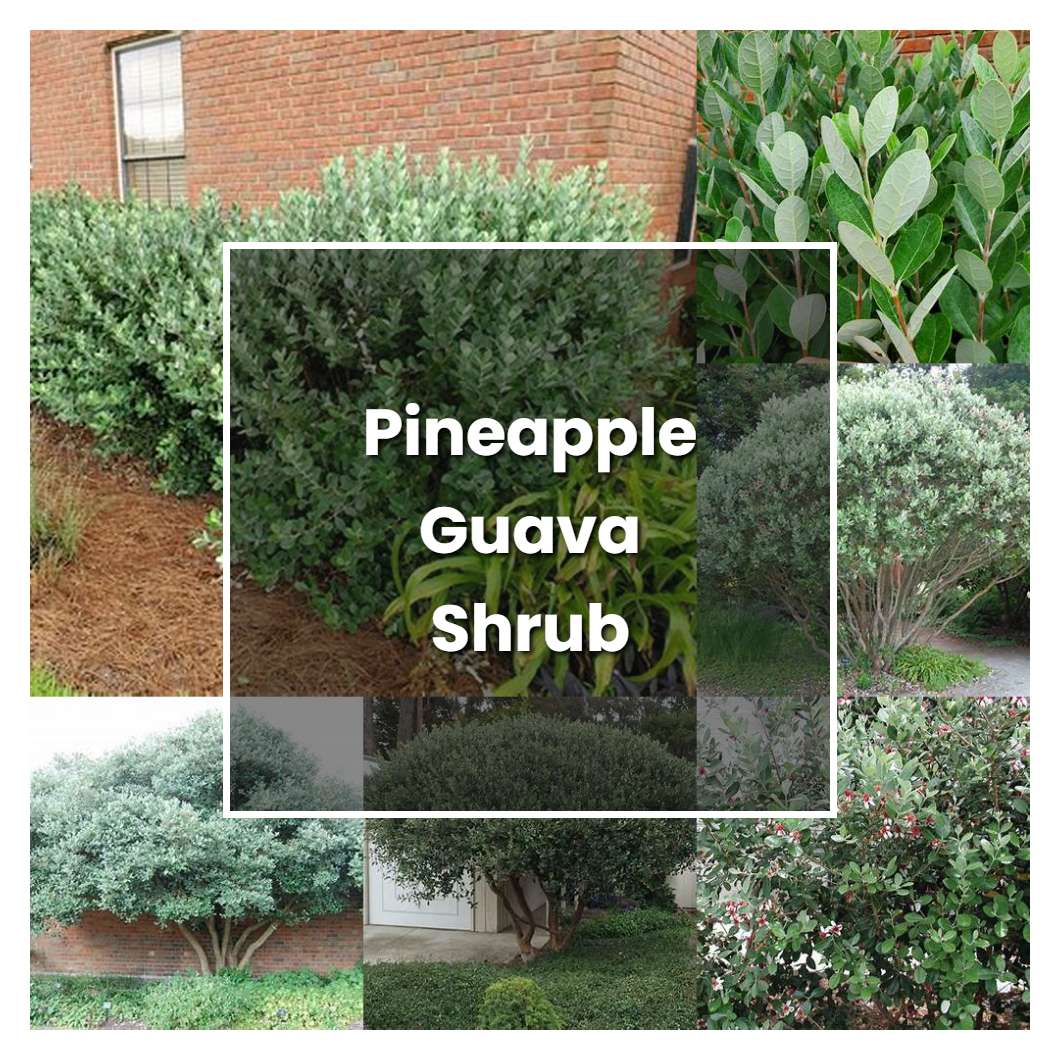 How to Grow Pineapple Guava Shrub Plant Care & Tips NorwichGardener