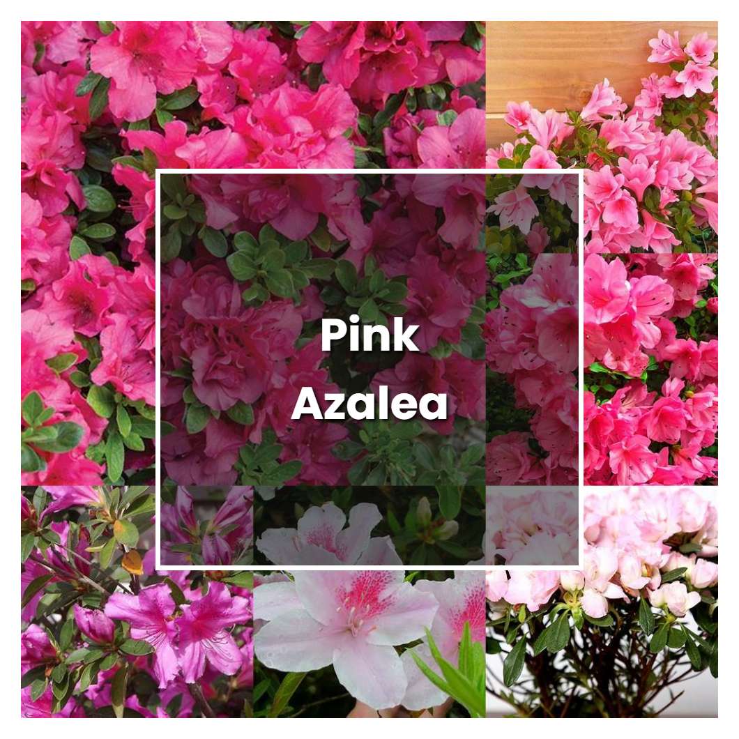 How to Grow Pink Azalea - Plant Care & Tips