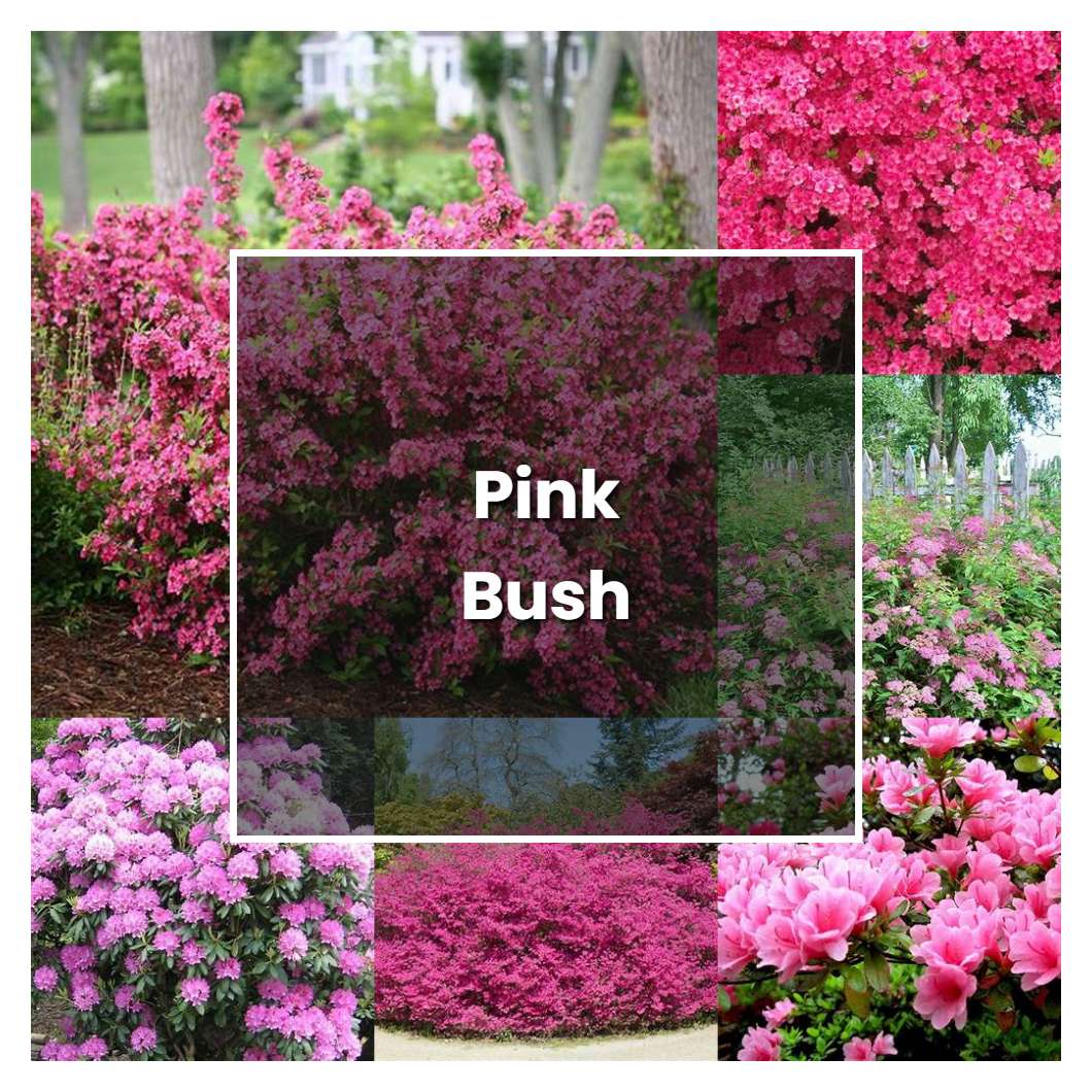 How to Grow Pink Bush - Plant Care & Tips