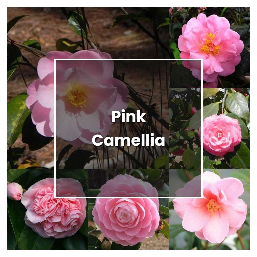 How to Grow Pink Camellia - Plant Care & Tips