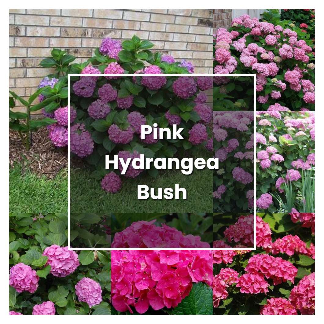 How to Grow Pink Hydrangea Bush - Plant Care & Tips