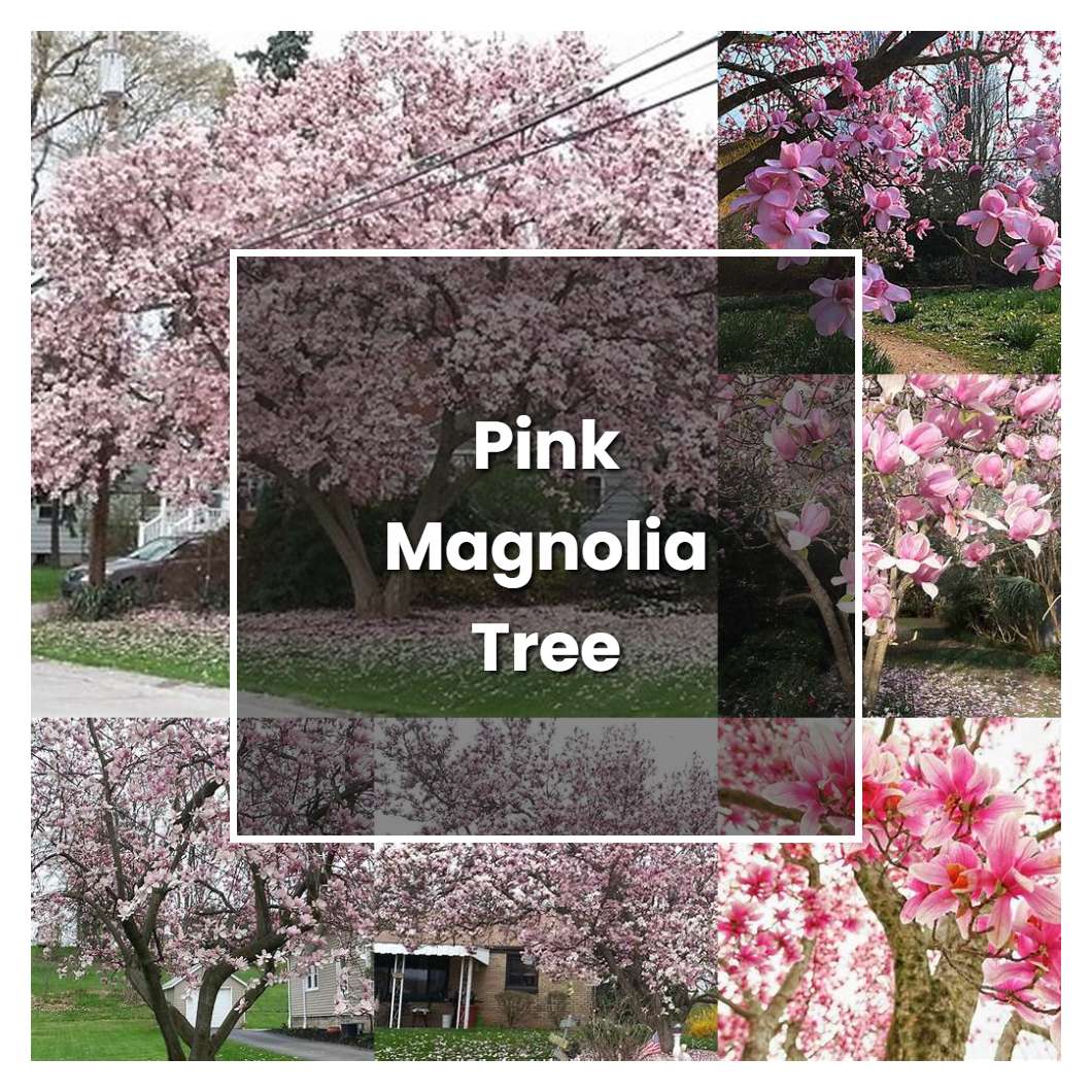 How to Grow Pink Magnolia Tree - Plant Care & Tips