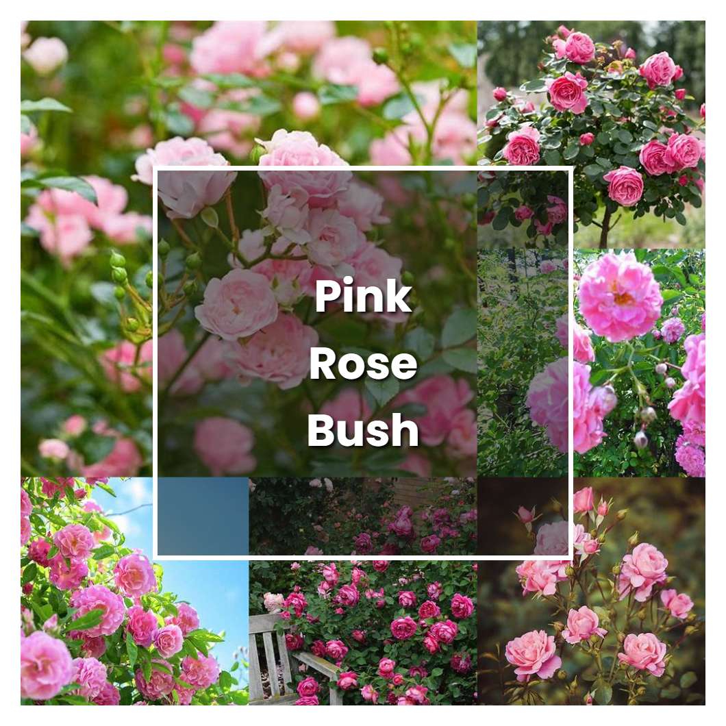How to Grow Pink Rose Bush - Plant Care & Tips