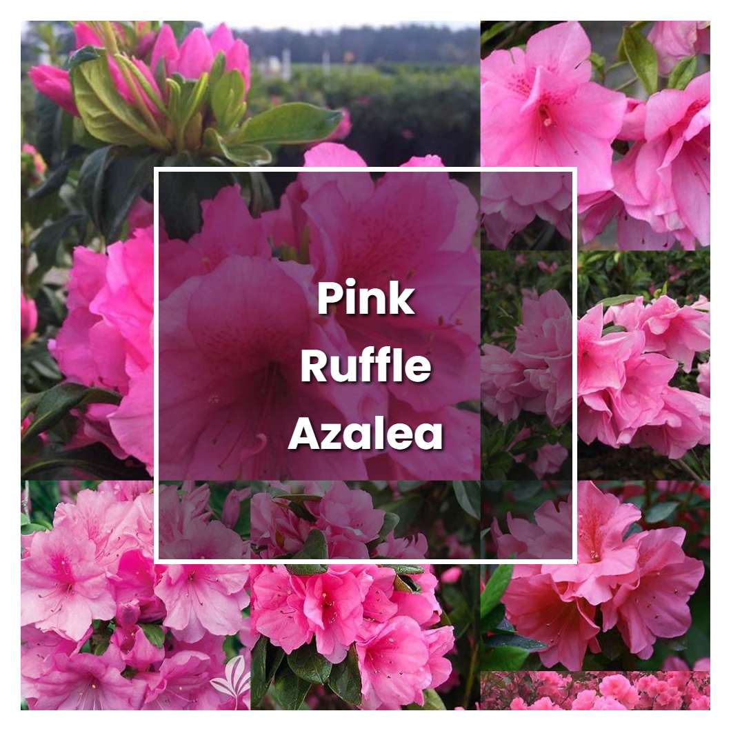 How to Grow Pink Ruffle Azalea - Plant Care & Tips