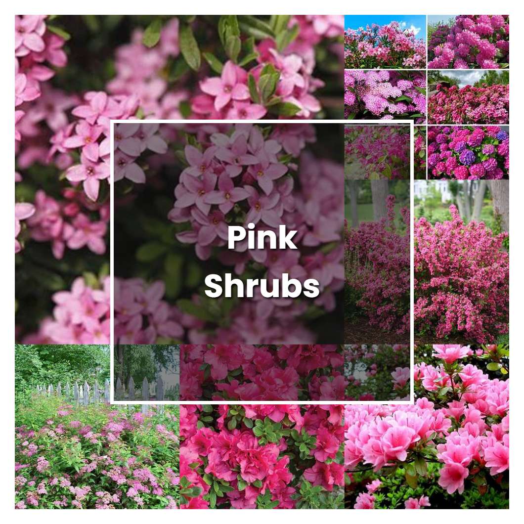 How to Grow Pink Shrubs - Plant Care & Tips