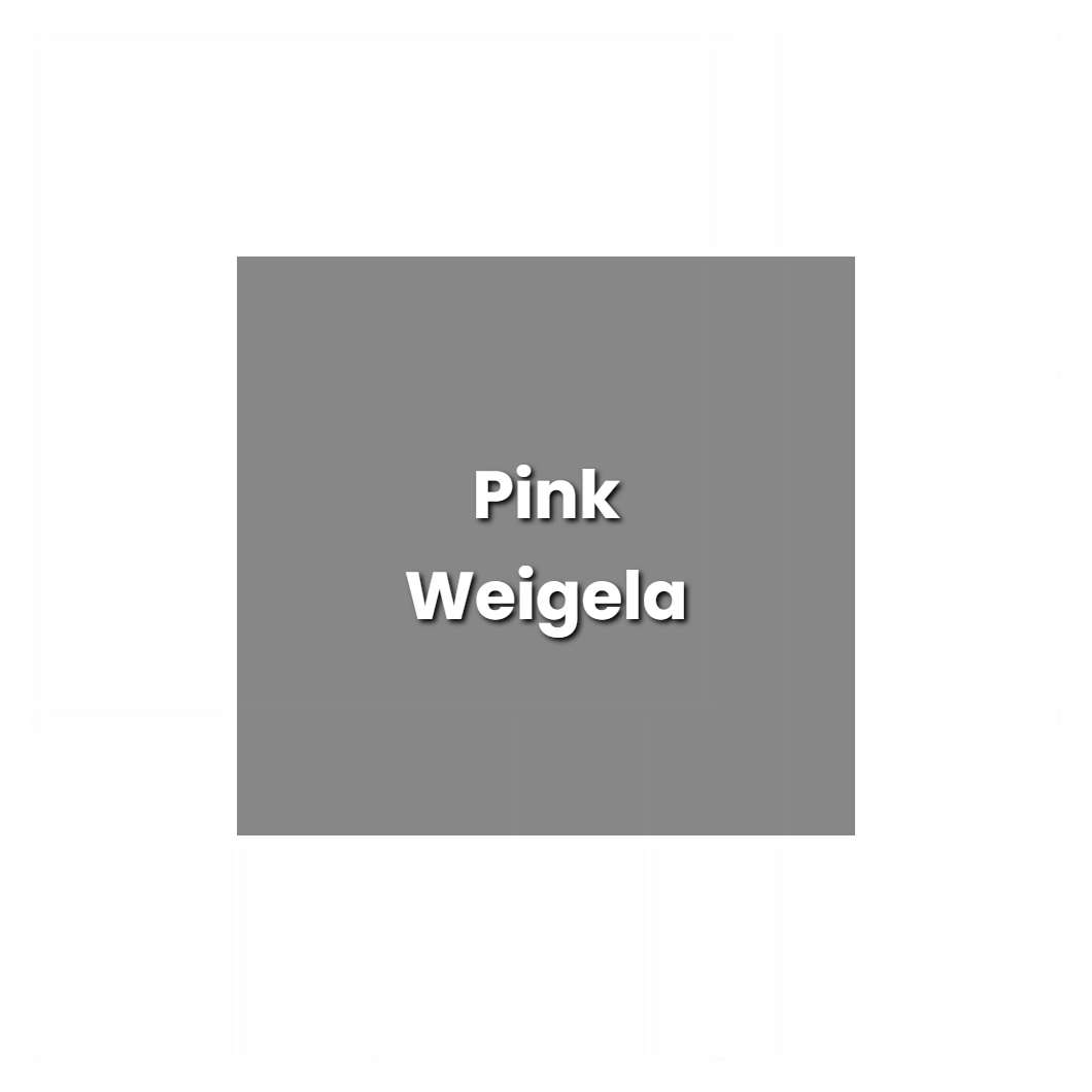 How to Grow Pink Weigela - Plant Care & Tips