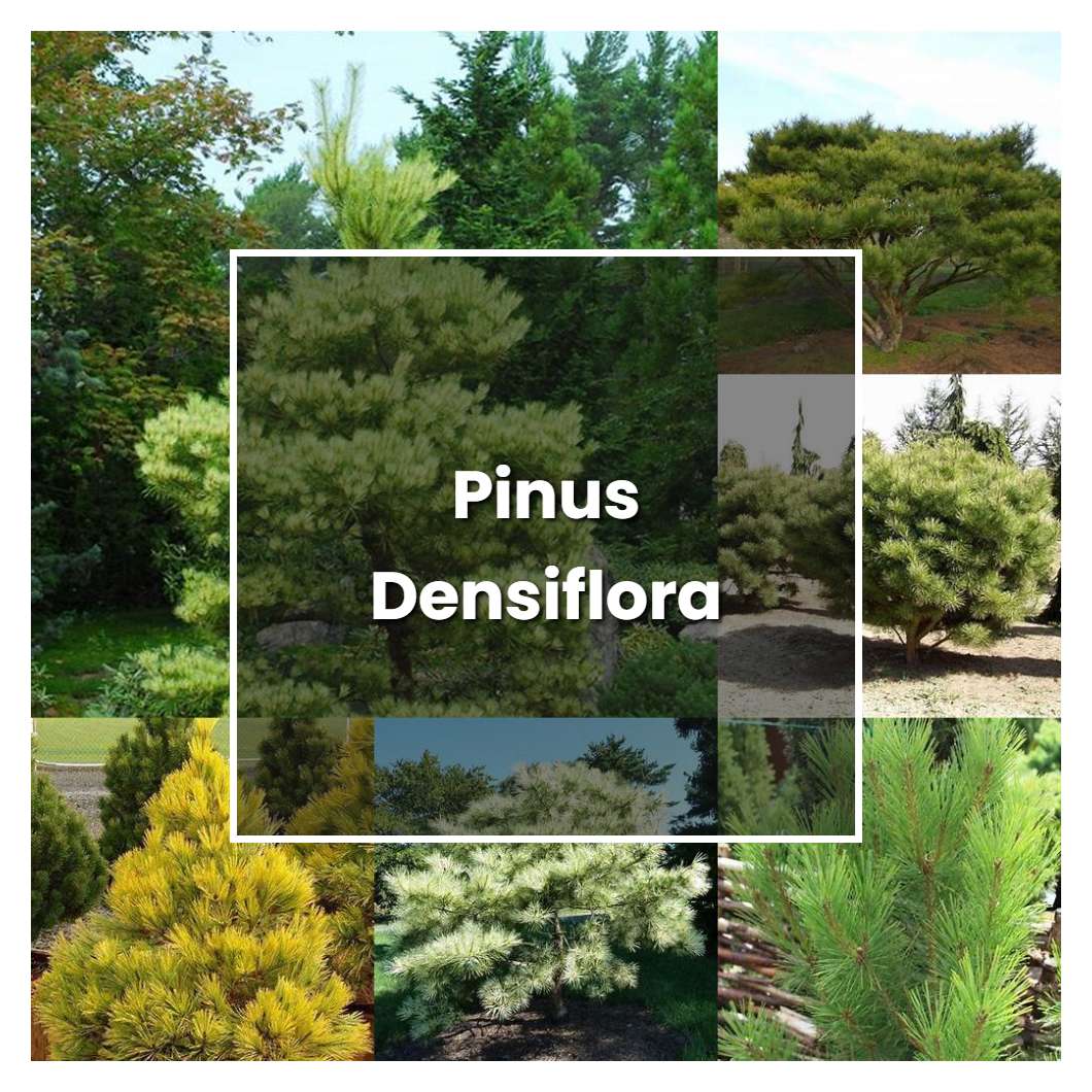 How to Grow Pinus Densiflora - Plant Care & Tips
