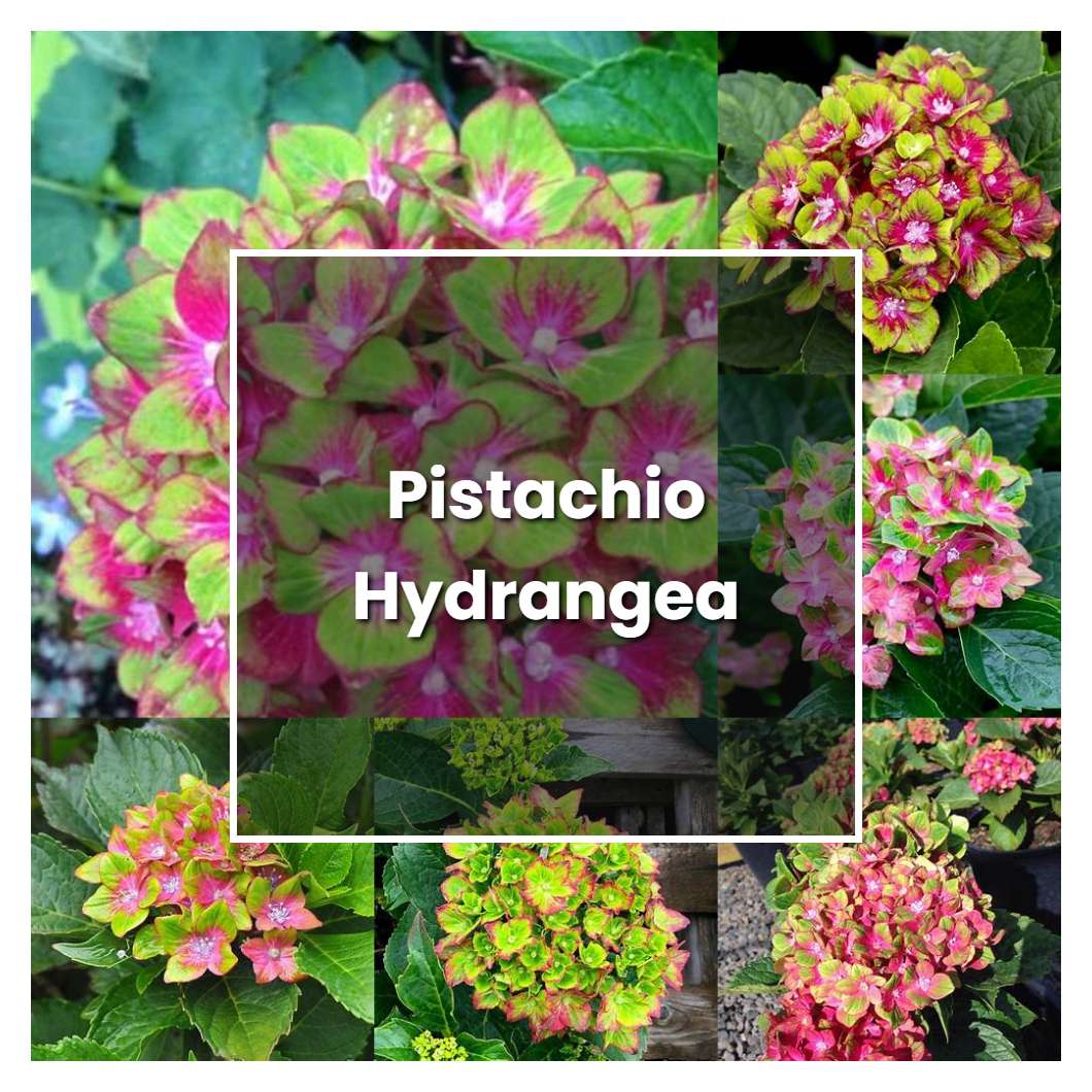 How to Grow Pistachio Hydrangea - Plant Care & Tips