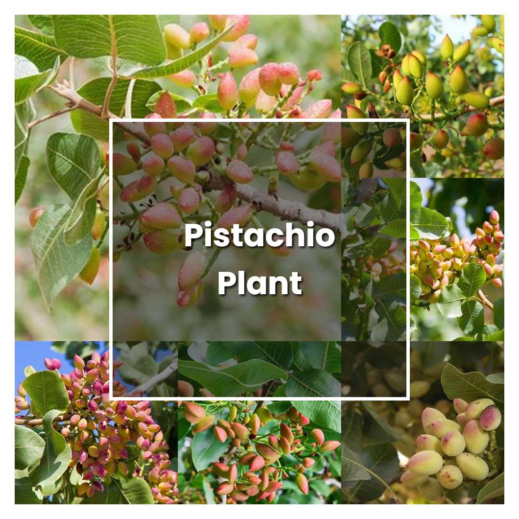 How to Grow Pistachio Plant - Plant Care & Tips
