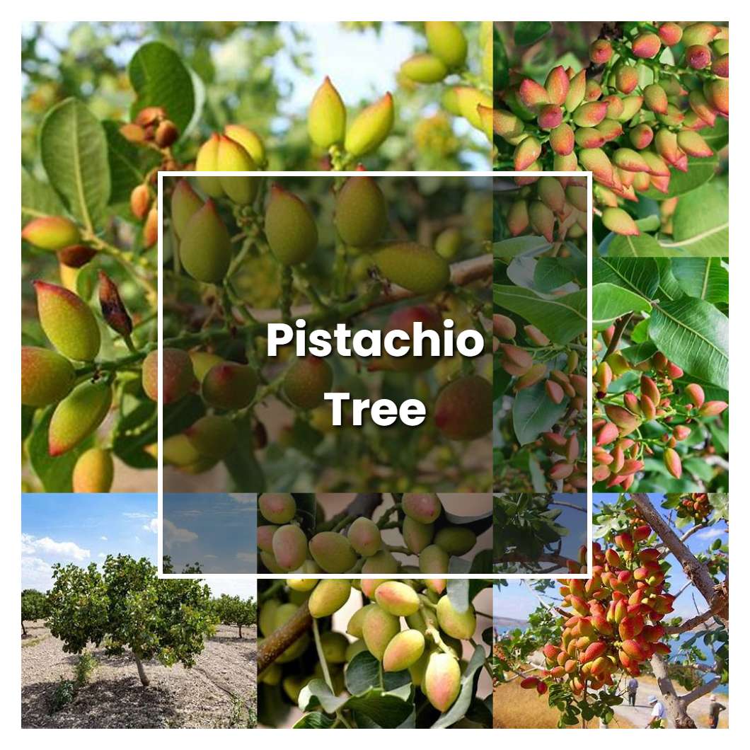 How to Grow Pistachio Tree - Plant Care & Tips