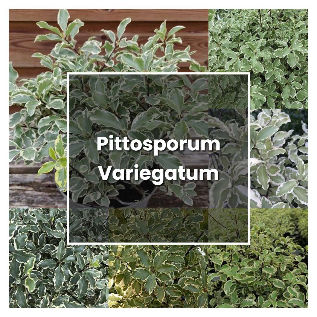 How to Grow Pittosporum Variegatum - Plant Care & Tips