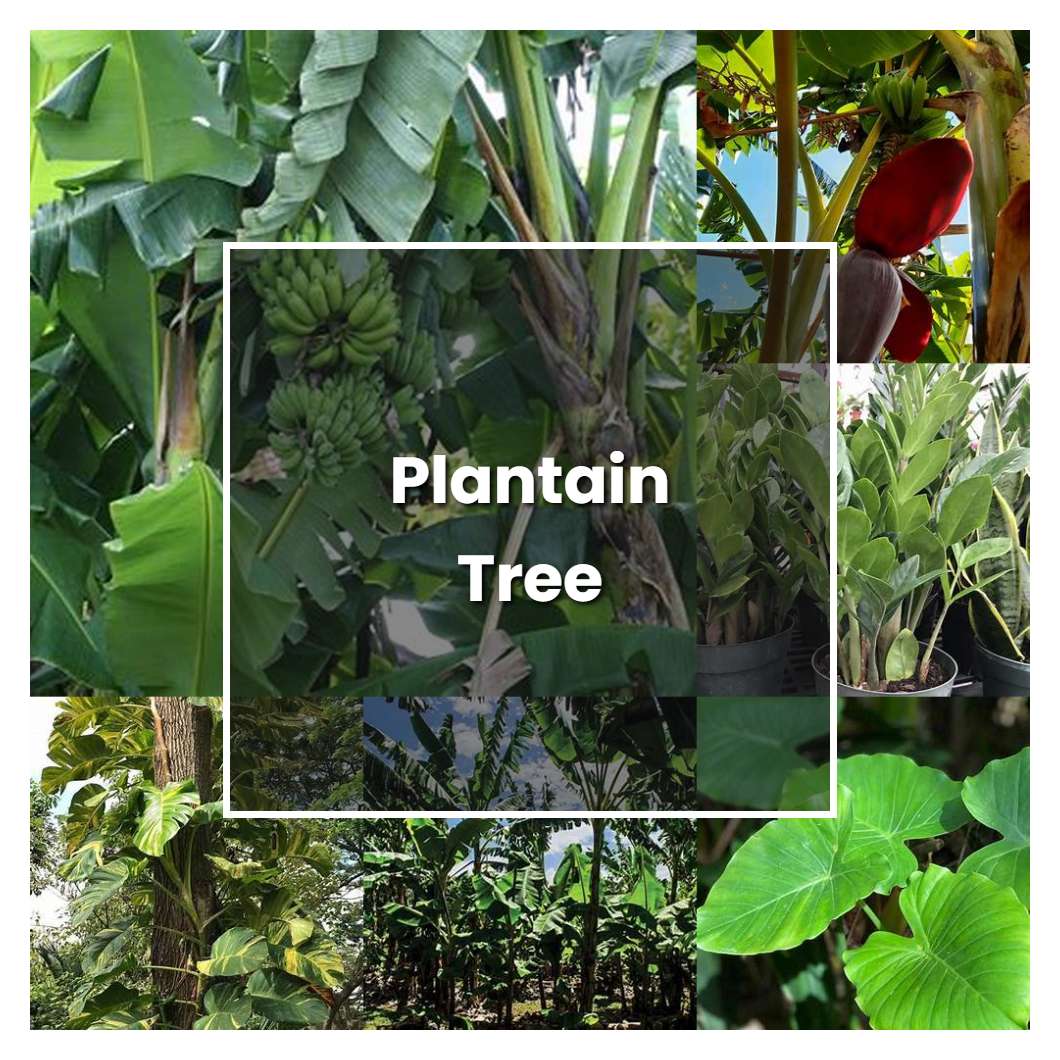 How to Grow Plantain Tree - Plant Care & Tips