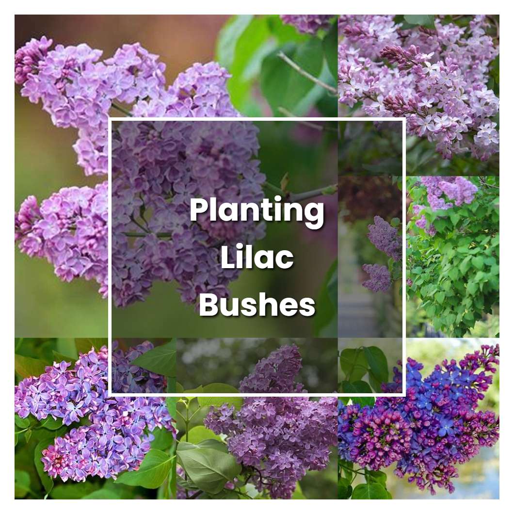 How to Grow Planting Lilac Bushes - Plant Care & Tips
