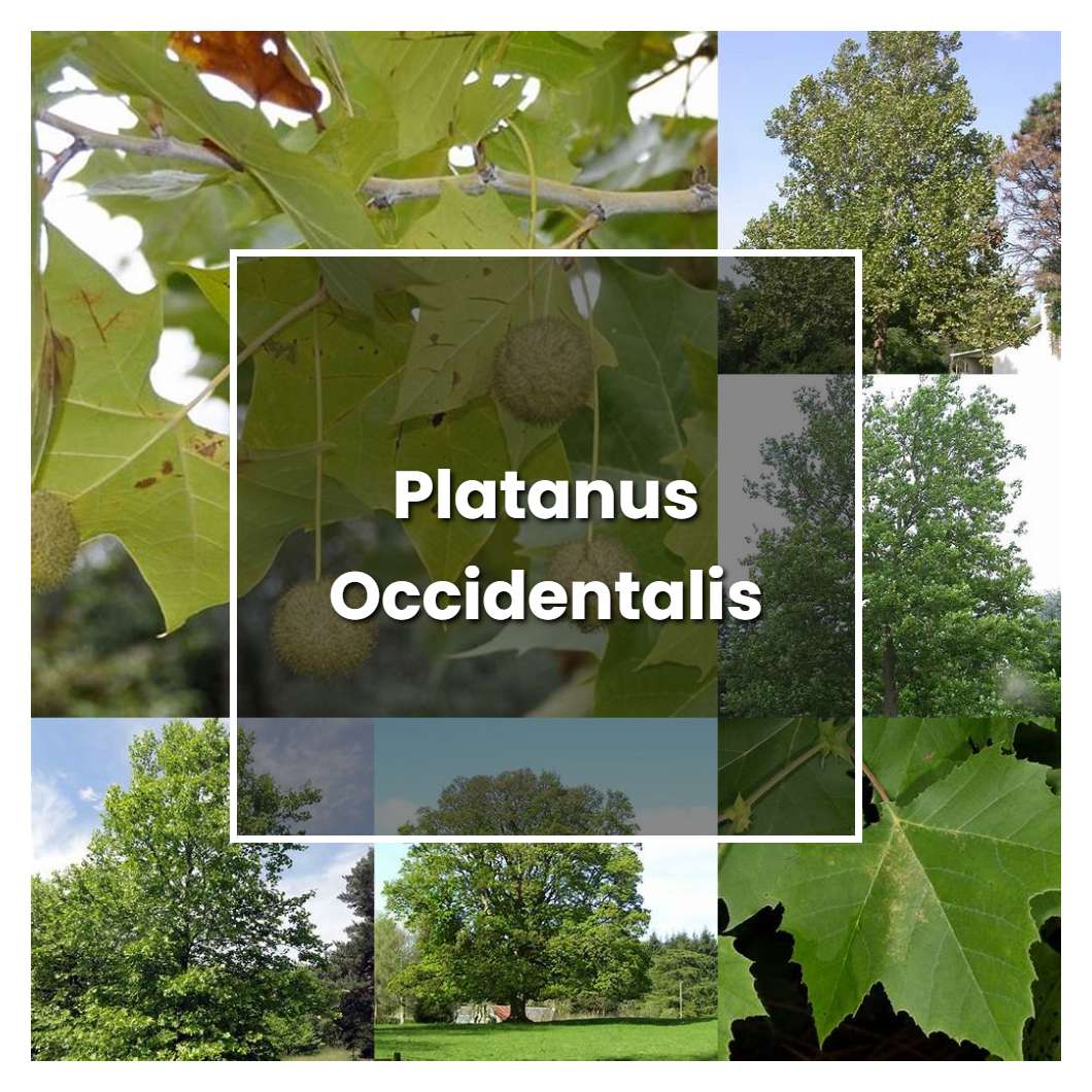 How to Grow Platanus Occidentalis - Plant Care & Tips
