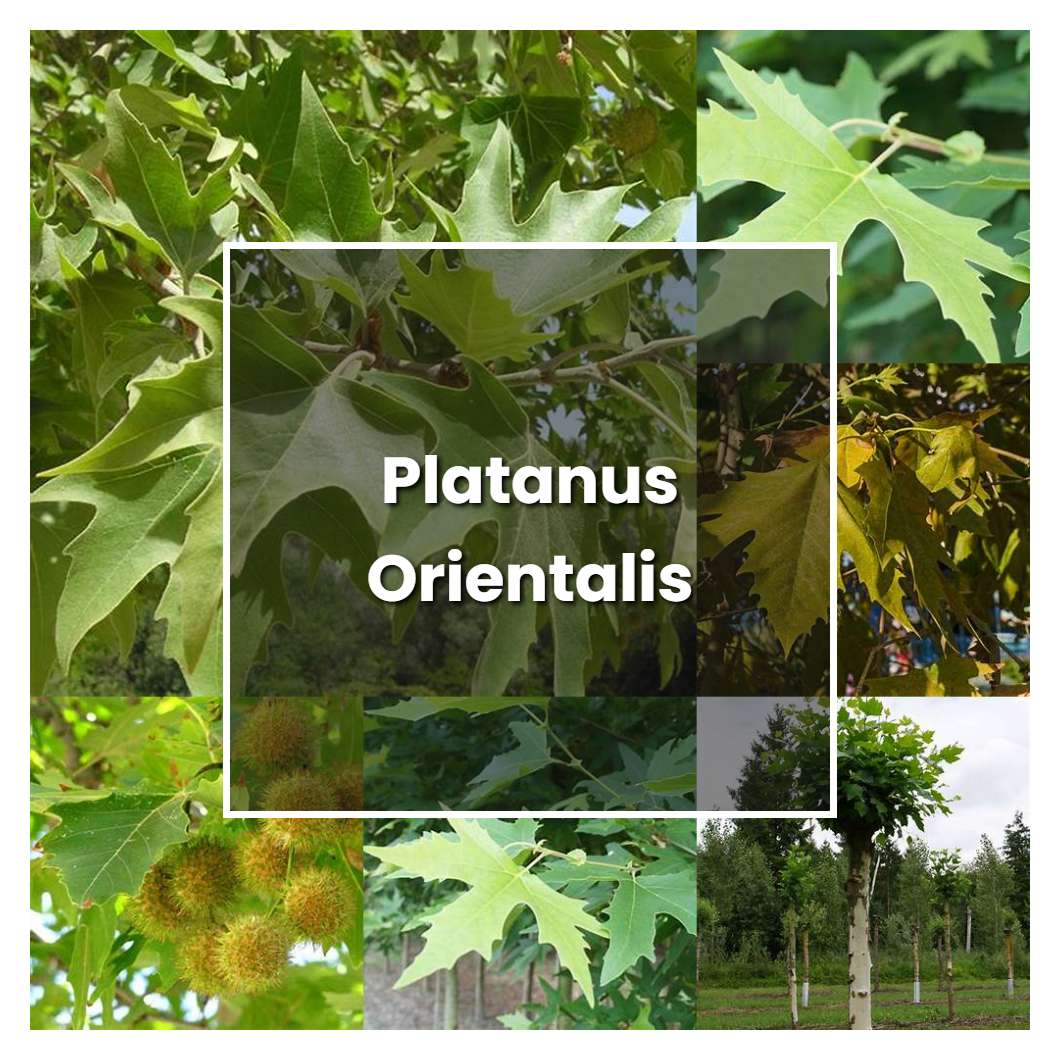 How to Grow Platanus Orientalis - Plant Care & Tips