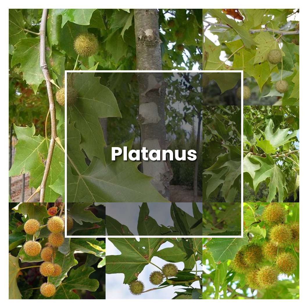 How to Grow Platanus - Plant Care & Tips