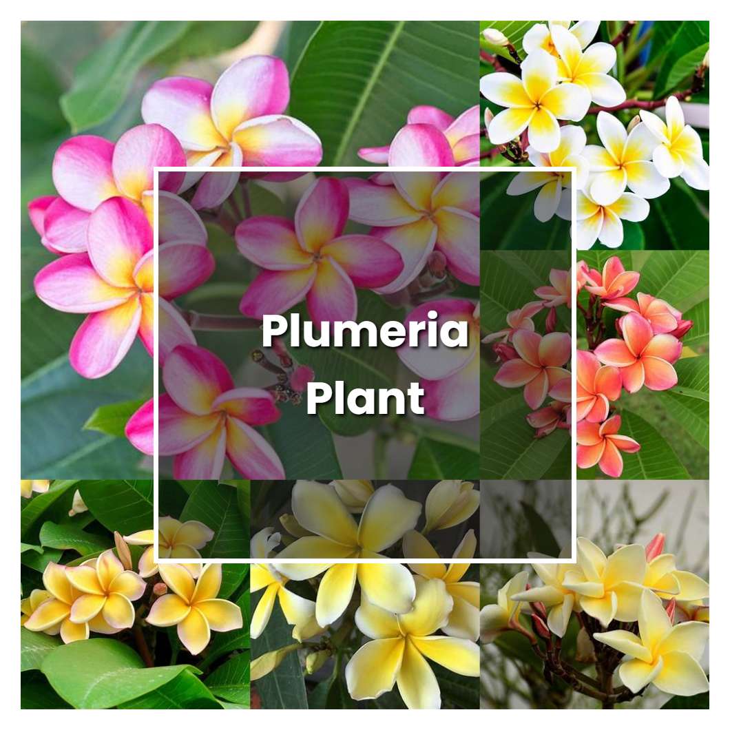 How to Grow Plumeria Plant - Plant Care & Tips