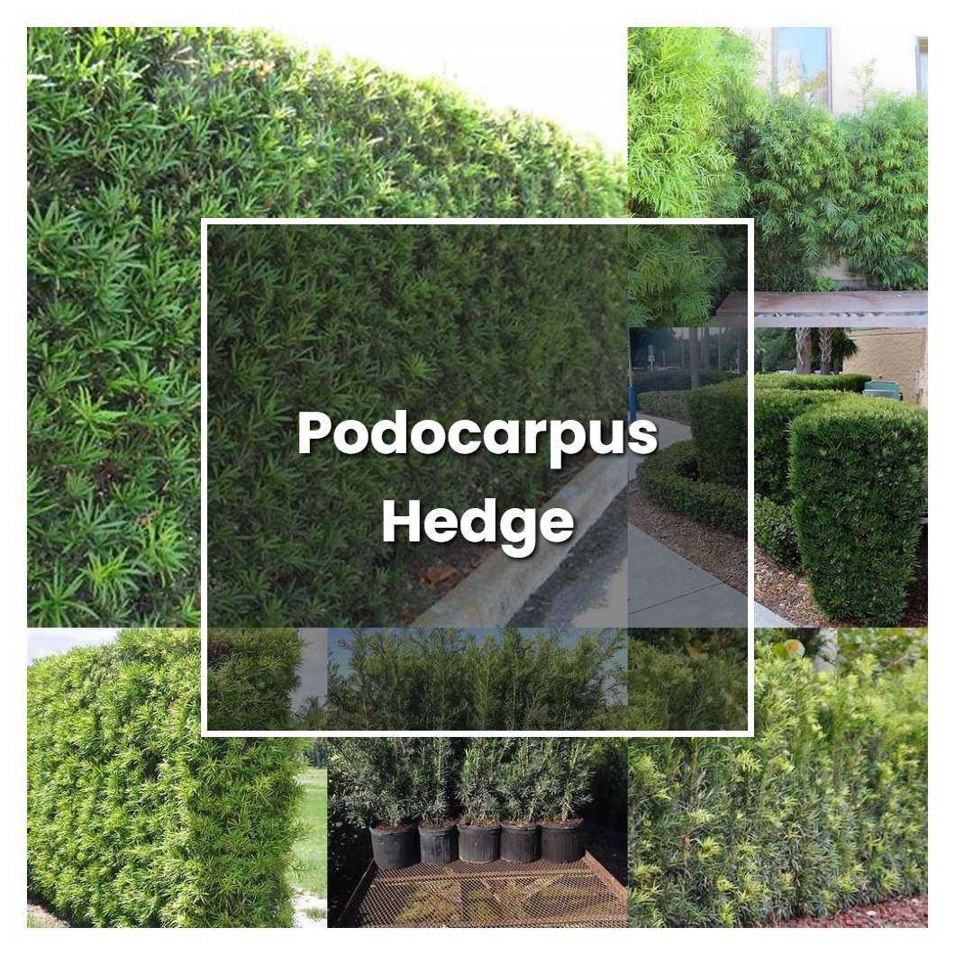 How to Grow Podocarpus Hedge - Plant Care & Tips