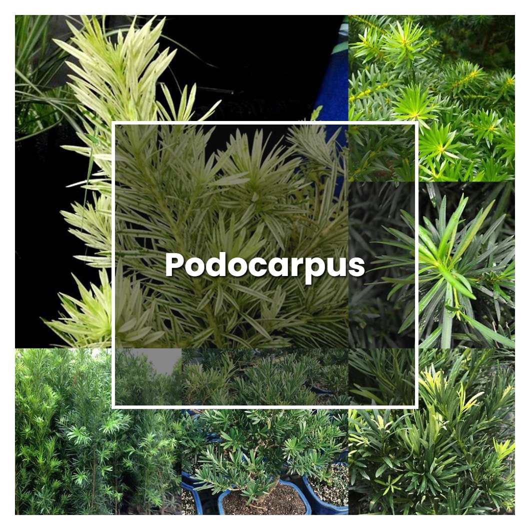 How to Grow Podocarpus - Plant Care & Tips