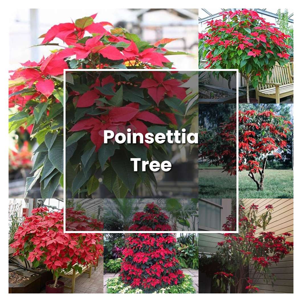 How to Grow Poinsettia Tree - Plant Care & Tips
