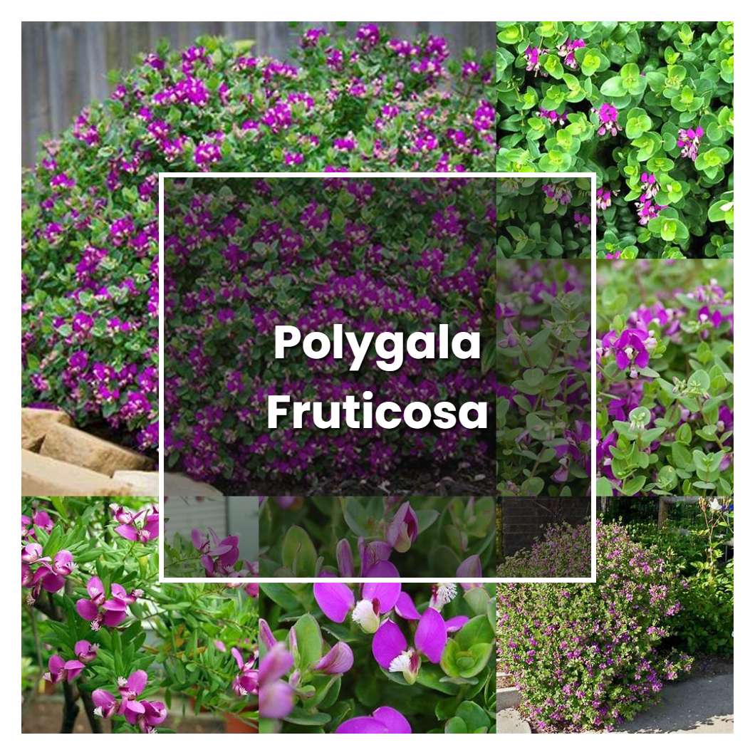 How to Grow Polygala Fruticosa - Plant Care & Tips