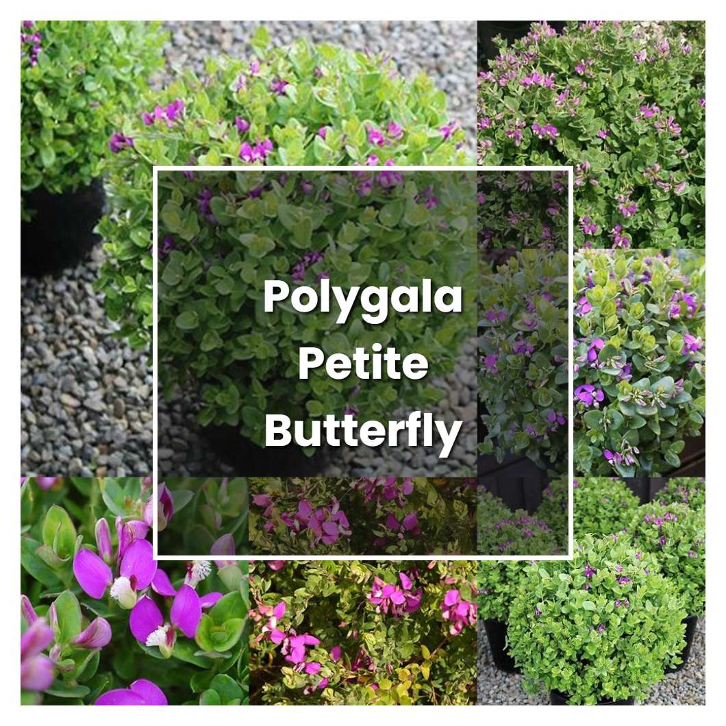 How to Grow Polygala Petite Butterfly - Plant Care & Tips