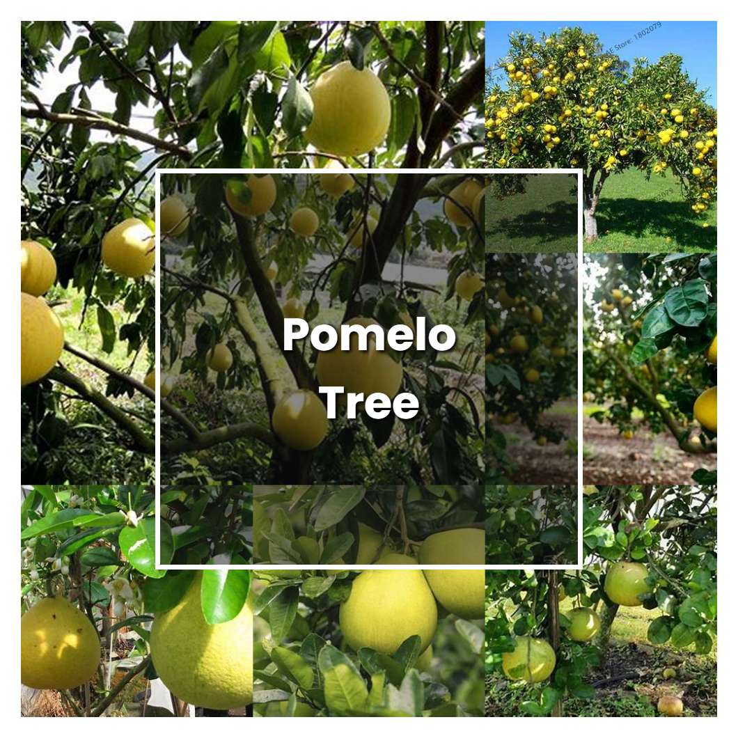 How to Grow Pomelo Tree - Plant Care & Tips