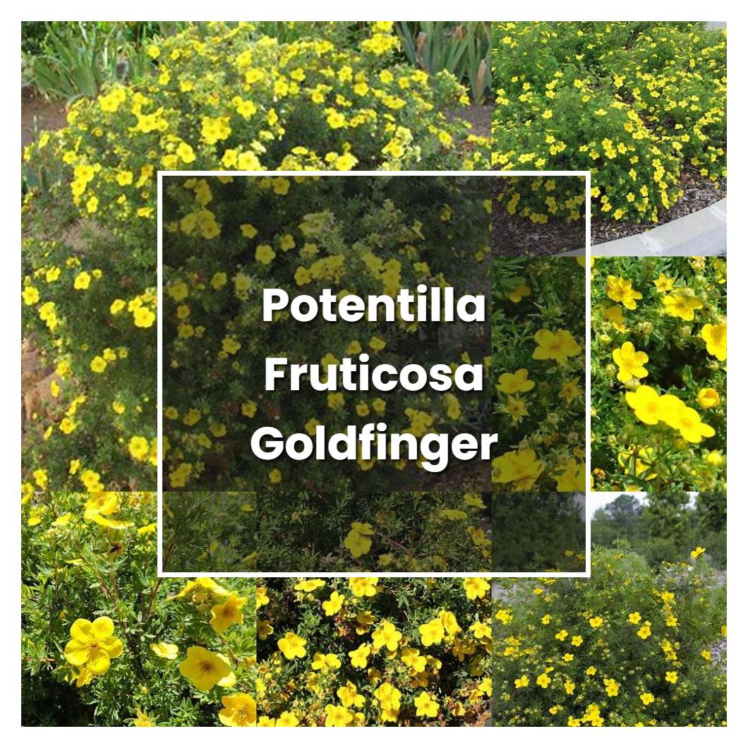 How to Grow Potentilla Fruticosa Goldfinger - Plant Care & Tips