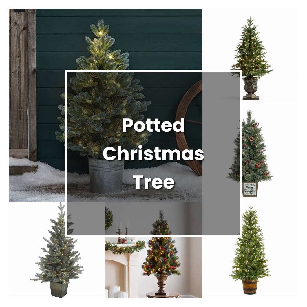 How to Grow Potted Christmas Tree - Plant Care & Tips