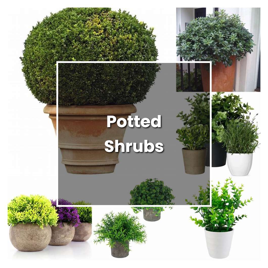 How to Grow Potted Shrubs - Plant Care & Tips