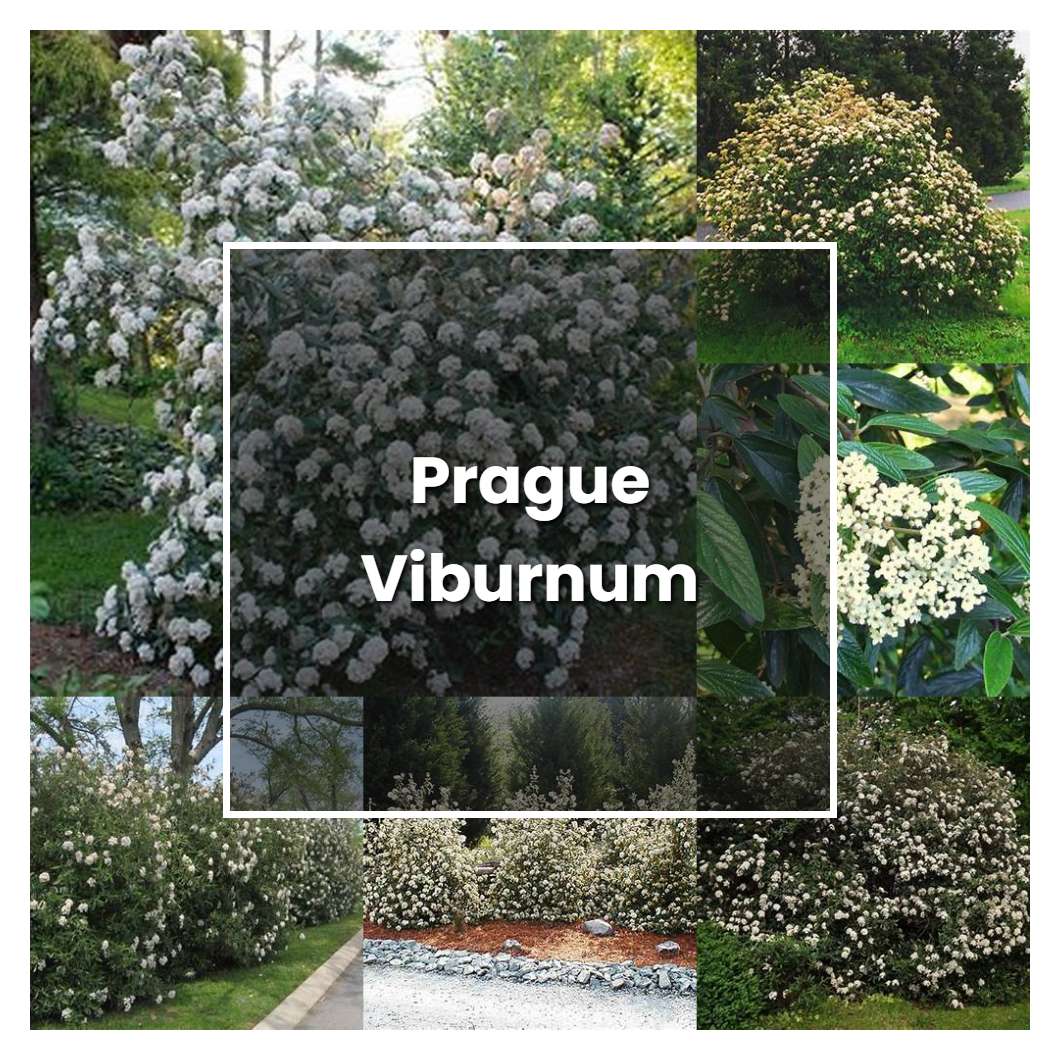 How to Grow Prague Viburnum - Plant Care & Tips