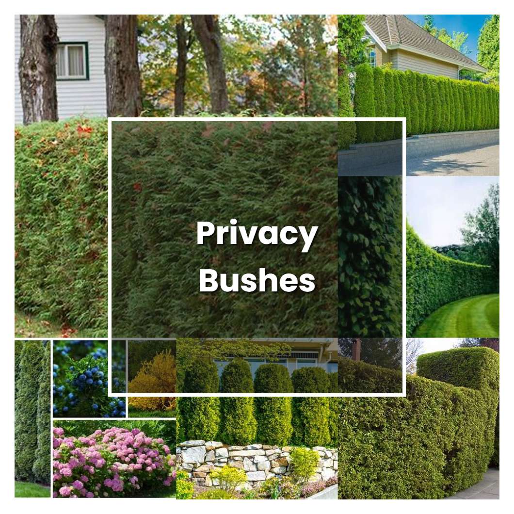 How to Grow Privacy Bushes - Plant Care & Tips