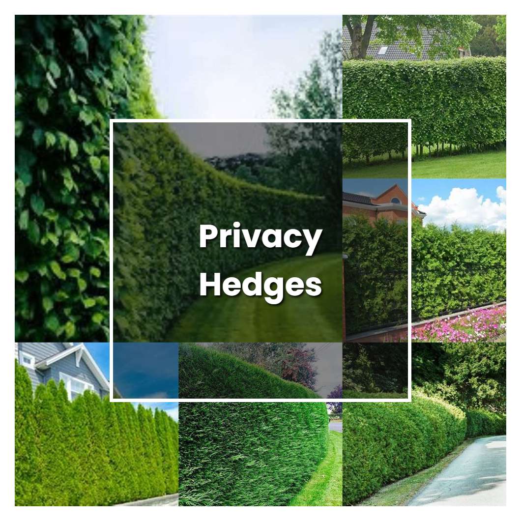 How to Grow Privacy Hedges - Plant Care & Tips