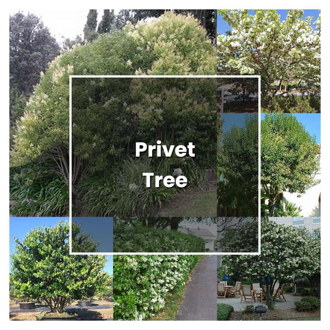 How to Grow Privet Tree - Plant Care & Tips