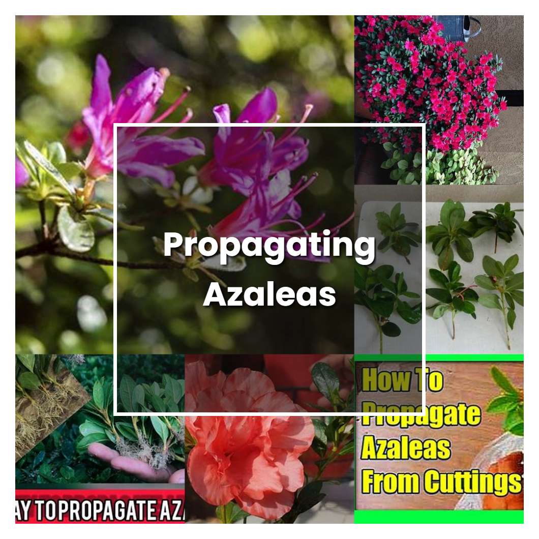 How to Grow Propagating Azaleas - Plant Care & Tips