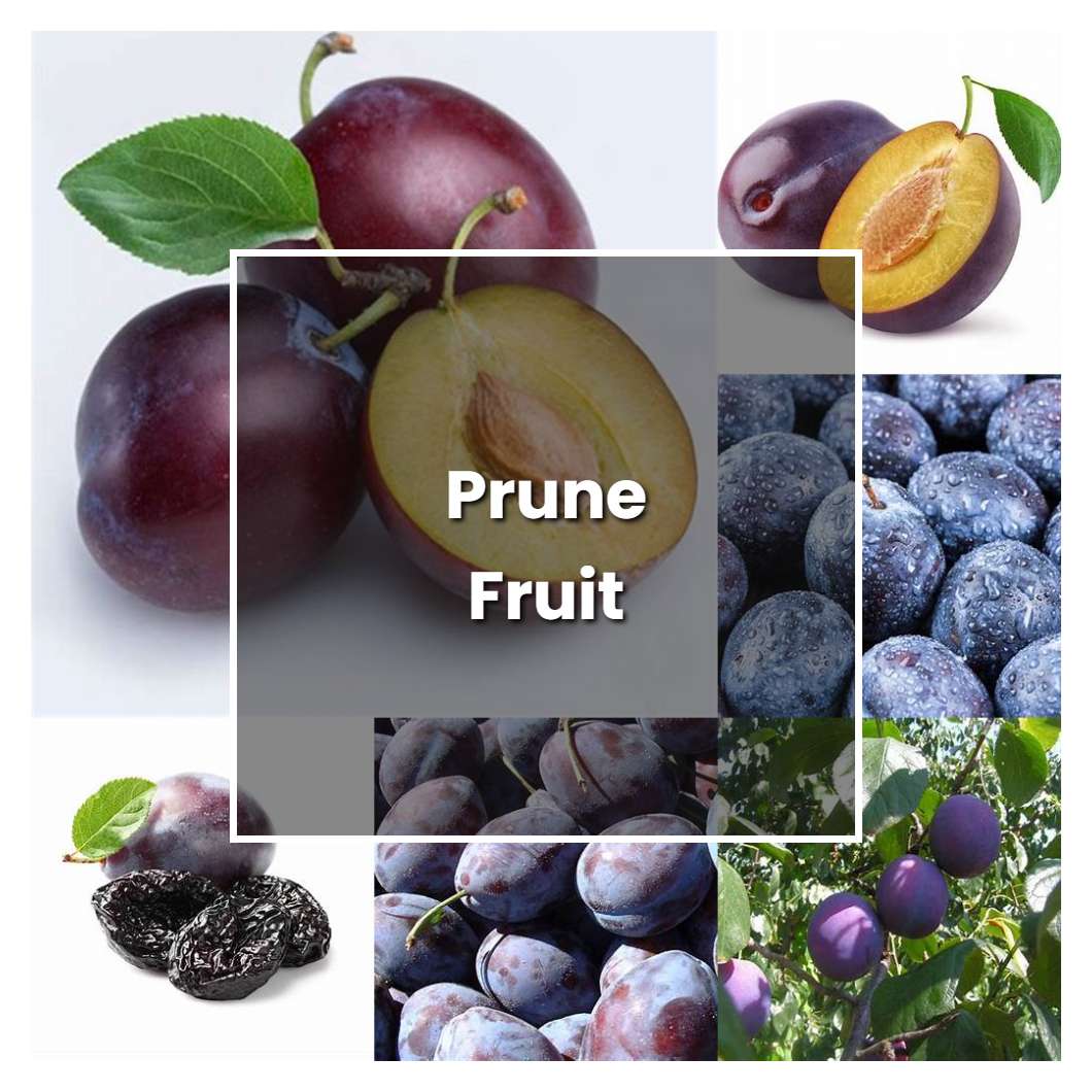 How to Grow Prune Fruit - Plant Care & Tips
